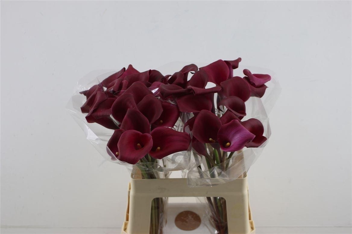 <h4>Zant Sumatra 60cm</h4>