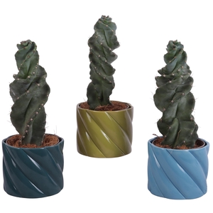 Cactus Cereus Spiralis Ø12cm in Ø14cm Ceramic FB674