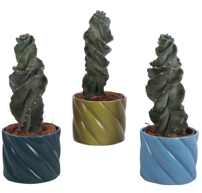 <h4>Cactus Cereus Spiralis Ø12cm in Ø14cm Ceramic FB674</h4>