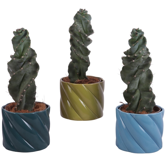 <h4>Cactus Cereus Spiralis Ø12cm in Ø14cm Ceramic FB674</h4>