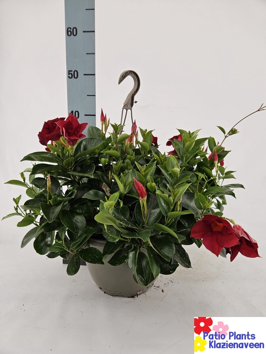 <h4>MANDE SUN RED</h4>
