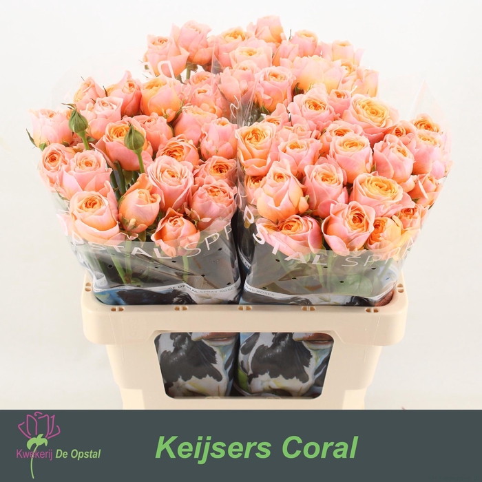 <h4>R tr Keijsers Coral</h4>