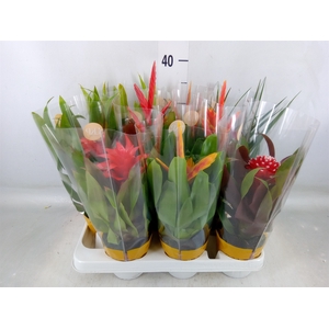Bromelia   ...mix