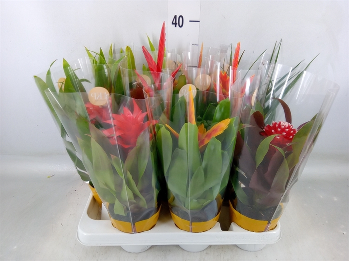 <h4>Bromelia   ...mix</h4>