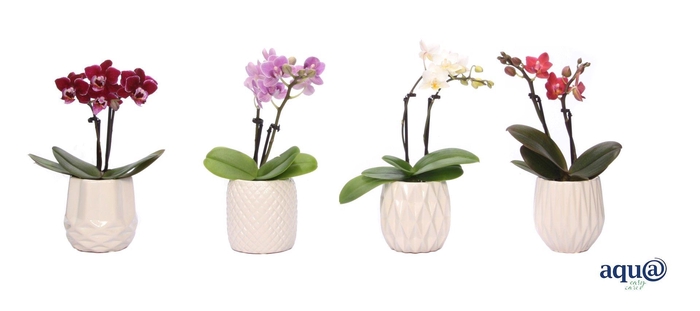 <h4>Dolomite Mix Tiny Dolls Mix 2T10+ Aqu@</h4>