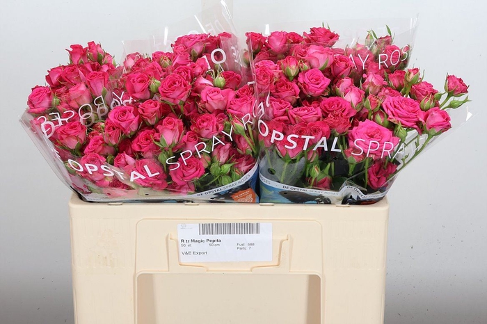 <h4>Rosa TR 'Magic Pepita'</h4>
