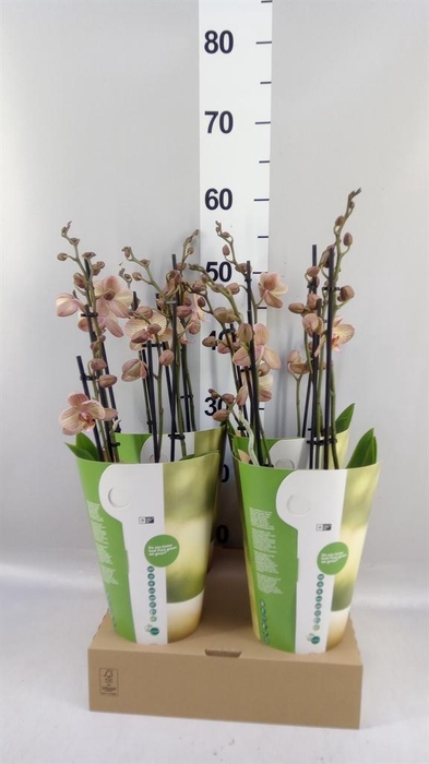 <h4>Phalaenopsis  'Ant Varese'</h4>