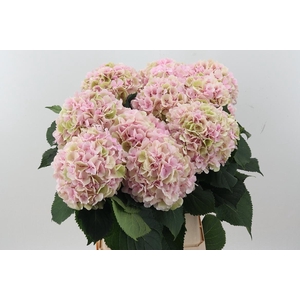 Hydr M Ch Verena Cl 100cm  (HORST)