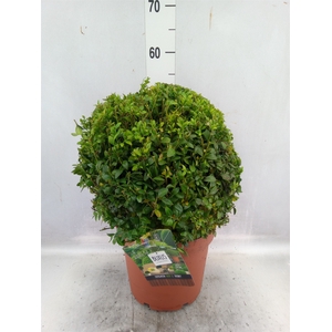 Buxus semp.   ...