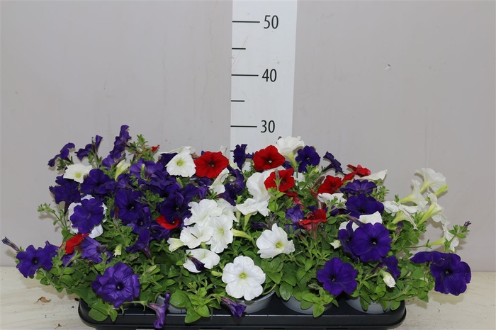 <h4>Petunia Fotophinish Trio Kleuren</h4>