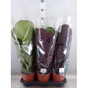 Calathea   ...mix