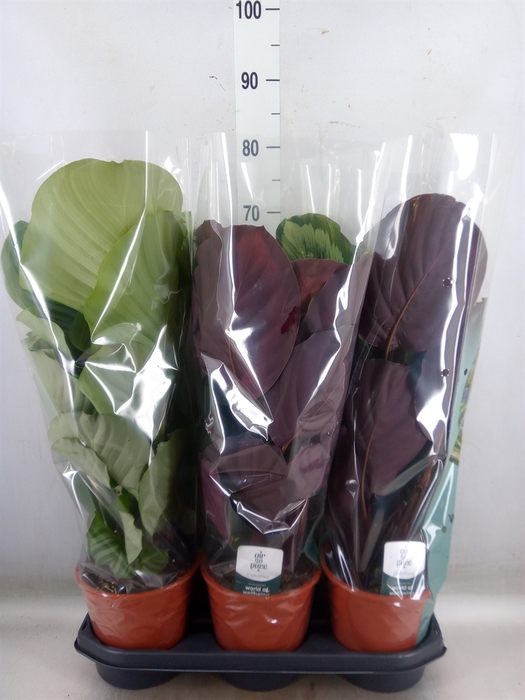 <h4>Calathea   ...mix</h4>