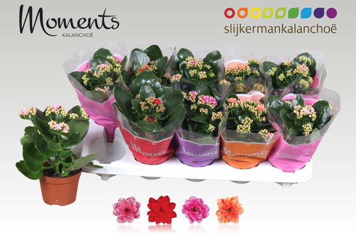 <h4>KAL GE GEM 4 KL</h4>