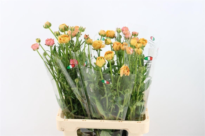 <h4>Ran Moderna Mielle</h4>