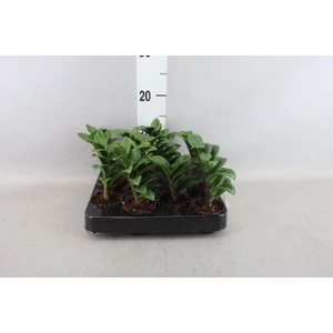 Zamioculcas zamiifolia 'Zenzi'
