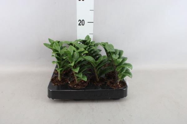 <h4>Zamioculcas zamiifolia 'Zenzi'</h4>