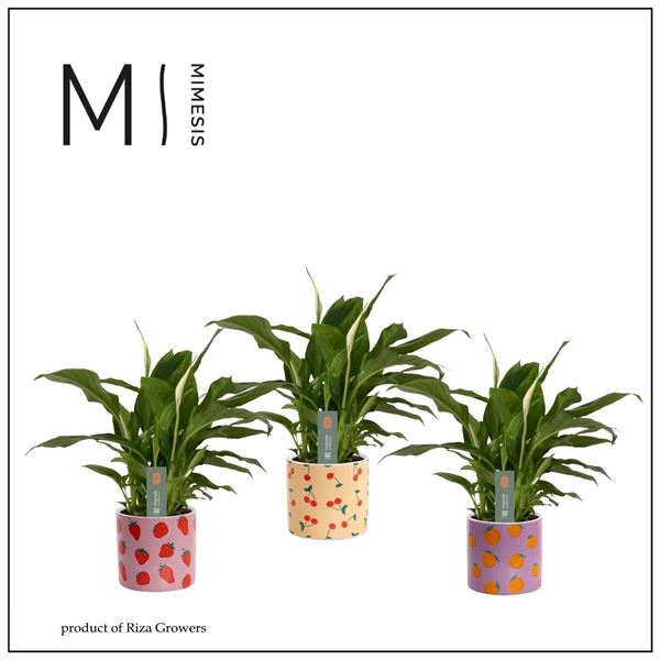 <h4>Mimesis Spathiphyllum Chopin - 9 cm in Teddy - Craft World</h4>