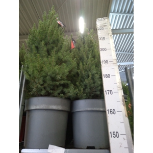 Picea glauca 'Conica'