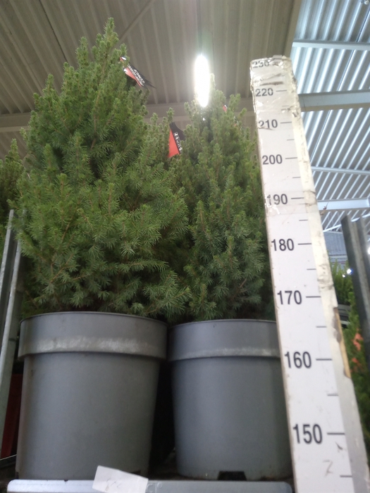 <h4>Picea glauca 'Conica'</h4>