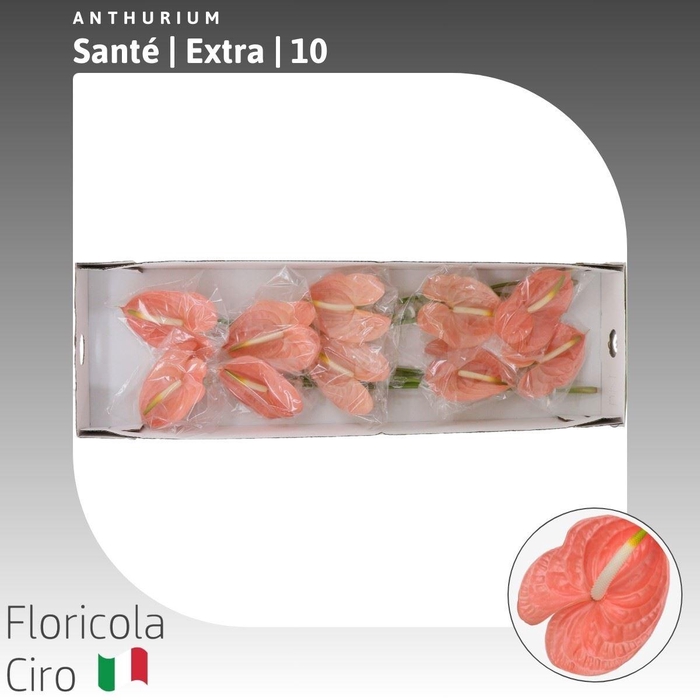 <h4>Anthurium Sante</h4>
