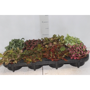 FITONIA FOLHA FINA C13