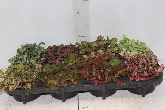 <h4>FITONIA FOLHA FINA C13</h4>