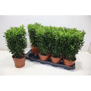 Euonymus Ja Gr Spire