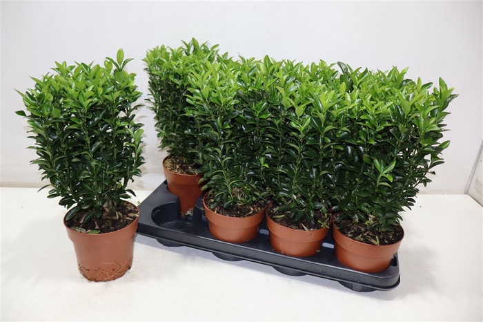<h4>Euonymus Ja Gr Spire</h4>