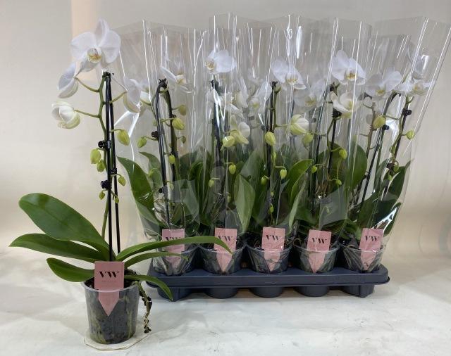 <h4>PHAL AN GLASGOW</h4>