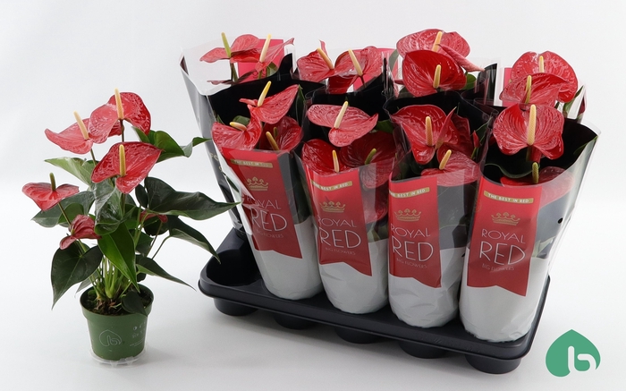 <h4>ANTHU A  QUERIDA</h4>