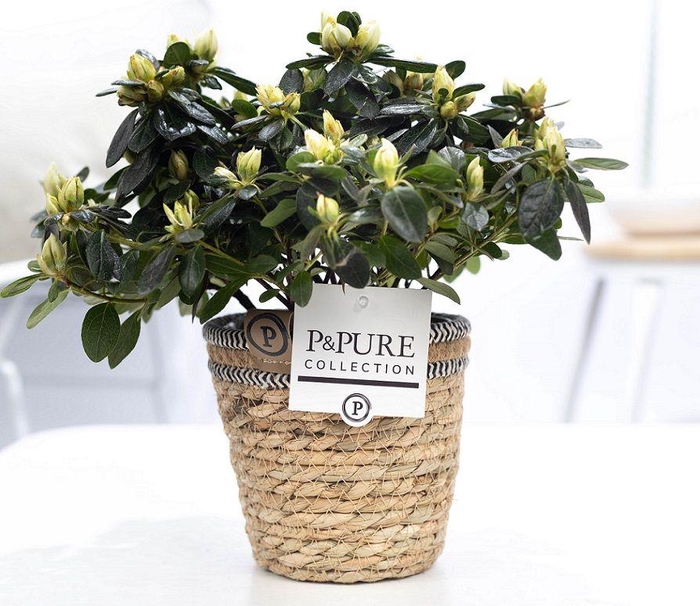 <h4>1st class Azalea white in P&PURE Basket 6</h4>