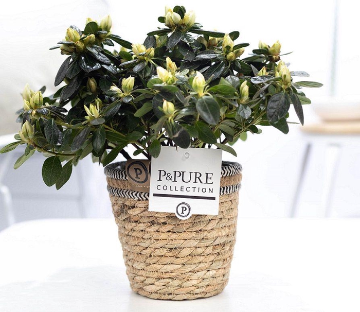<h4>1st class Azalea white in P&PURE Basket 6</h4>