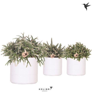 Kolibri Greens Rhipsalis mix in Pastel pot white