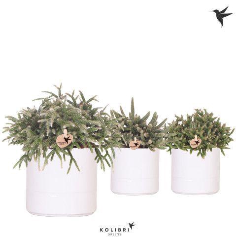 <h4>Kolibri Greens Rhipsalis mix in Pastel pot white</h4>