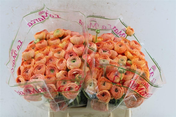 <h4>Ran Kloon Prima Ole</h4>