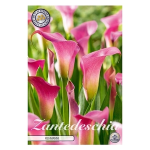 Zantedeschia Rehmanii x1 14/16