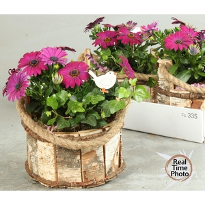 ARR TUINPLANTEN
