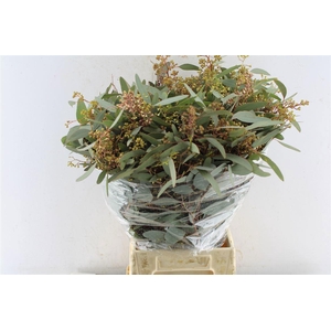 EUC POLYAN FRUI P BS