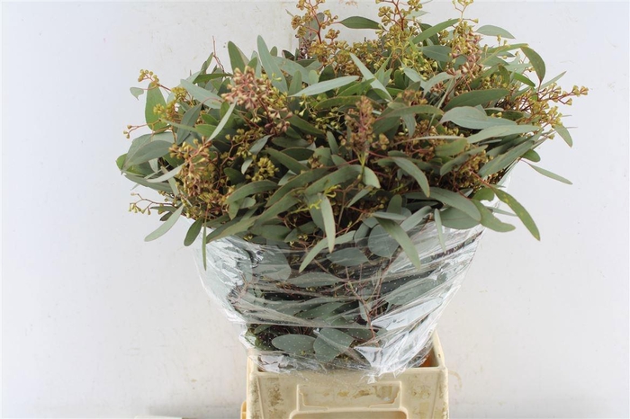 <h4>EUC POLYAN FRUI P BS</h4>