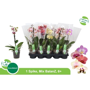 PHAL GEM
