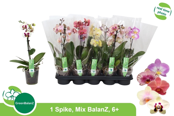 <h4>PHAL GEM</h4>