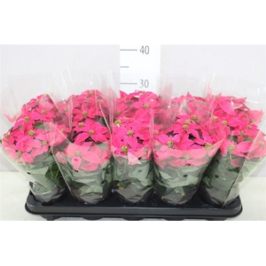 Euphorbia Princettia Dark Pink Midi