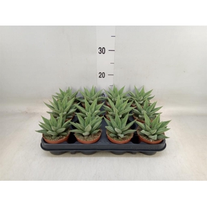 Haworthia limifolia 'Spider White'