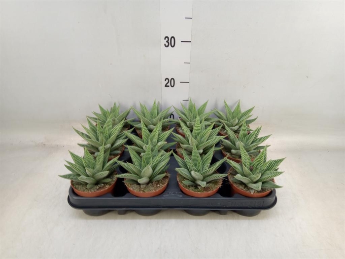 <h4>Haworthia limifolia 'Spider White'</h4>