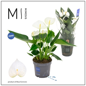 Mimesis Anthurium KARMA White - 9cm