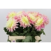 Dahlia Just Married