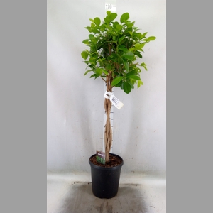Ficus microcarpa 'Moclame'