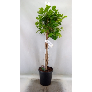 Ficus microcarpa 'Moclame'