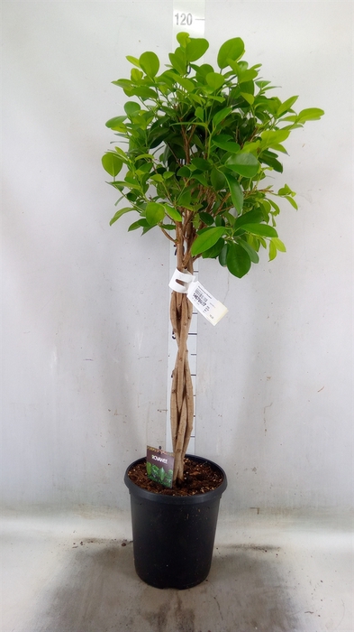<h4>Ficus microcarpa 'Moclame'</h4>