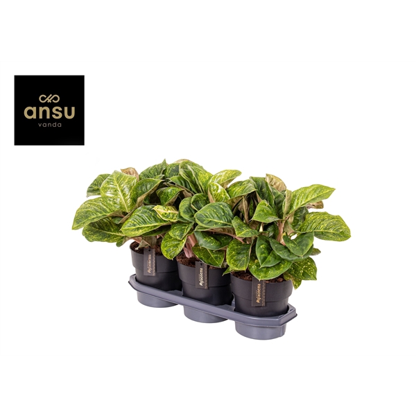 <h4>Aglaonema Apple Green</h4>